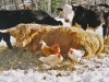 winter-cows_edited-1