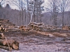 logging-landing