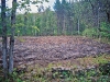 Forest Management and Land Clearing