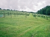 ianuzzi-orchard